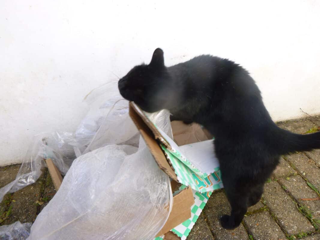 A cat amongst wrapping materials