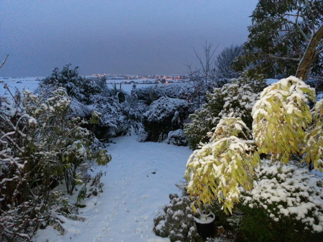 A garden in the snow