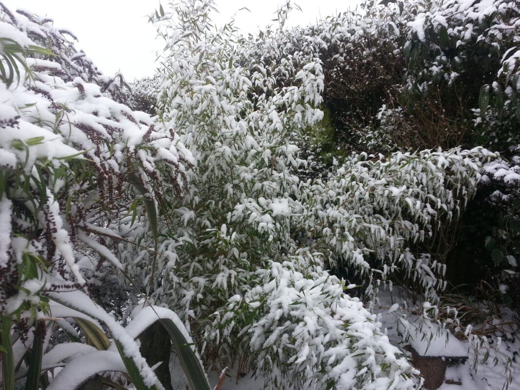 Winter garden with snow